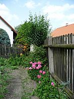 Třibřichy
